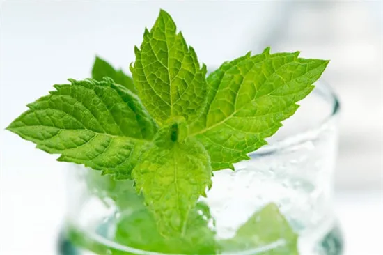 Cách Làm Mojito Bạc Hà The Mát